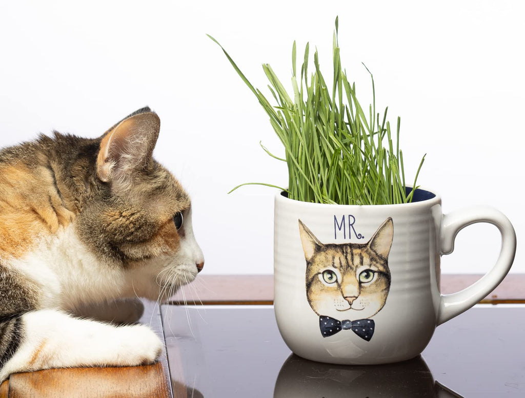Cat Grass Refill Kit, 3 Pack, Certified Organic A2133