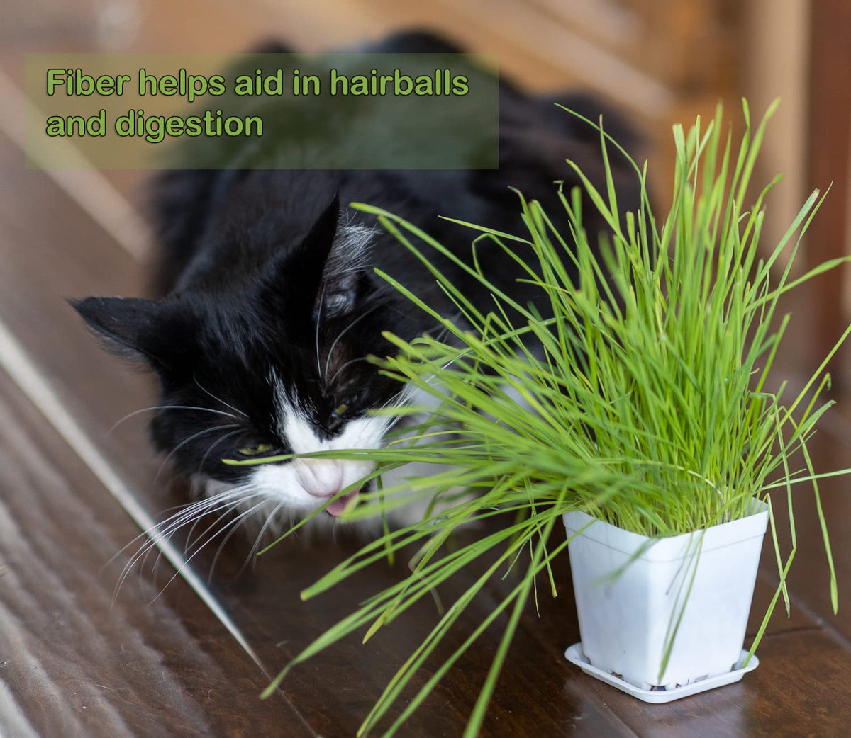 Cat Grass Refill Kit, 3 Pack, Certified Organic A2133