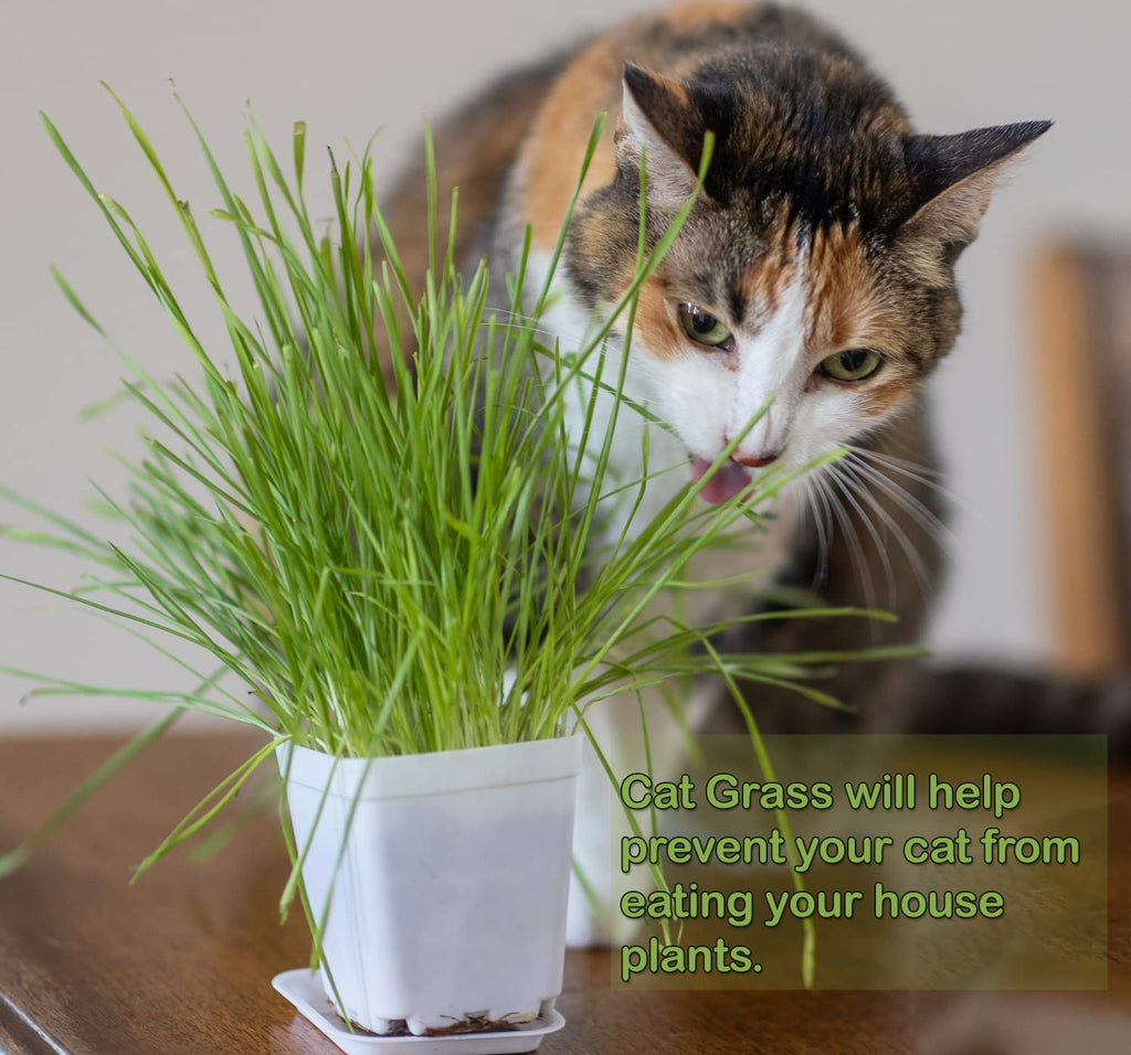 Cat Grass Refill Kit, 3 Pack, Certified Organic A2133