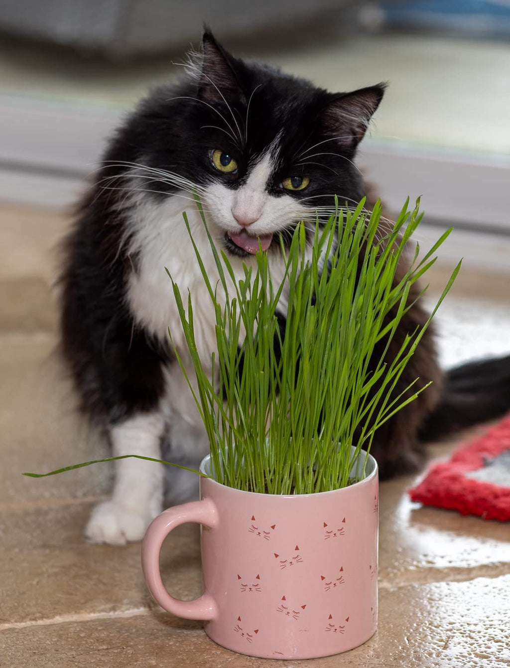 Cat Grass Refill Kit, 3 Pack, Certified Organic A2133