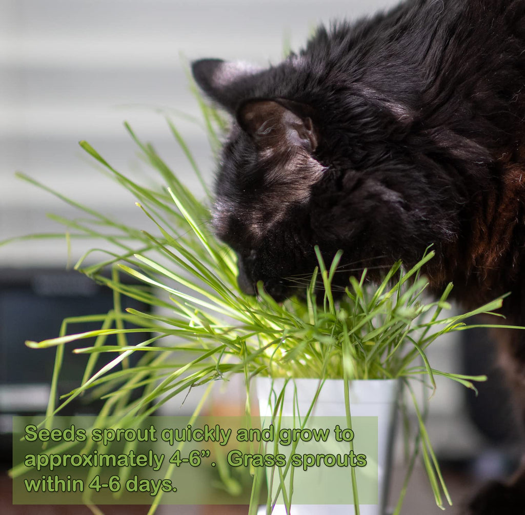 Cat Grass Refill Kit, 3 Pack, Certified Organic A2133