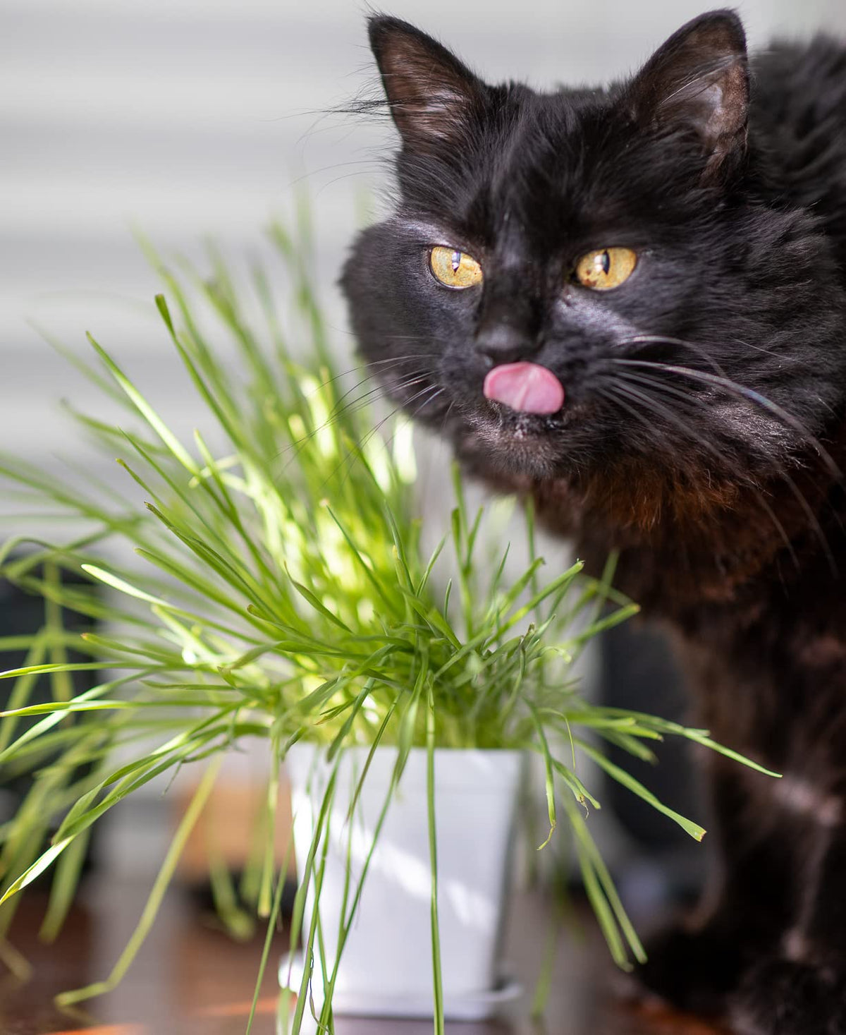 Cat Grass Refill Kit, 3 Pack, Certified Organic A2133