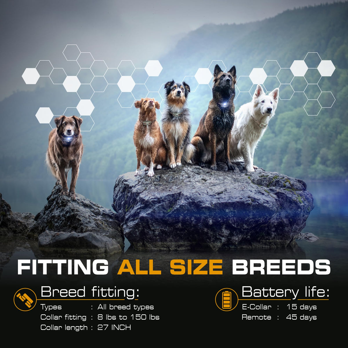 Dog Training Collar with Remote B94581