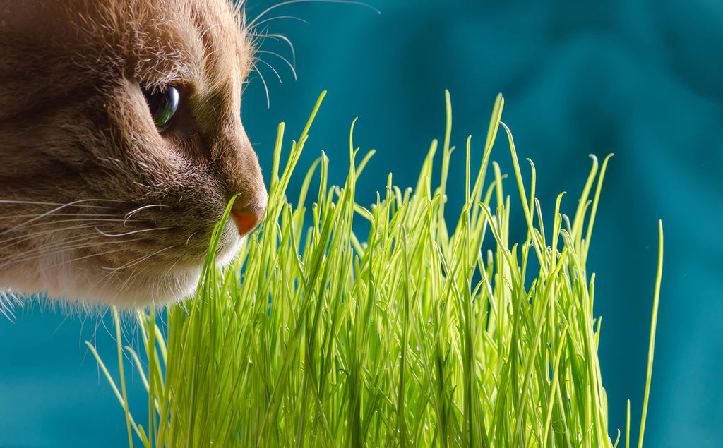 Cat Grass Refill Kit, 3 Pack, Certified Organic A2133